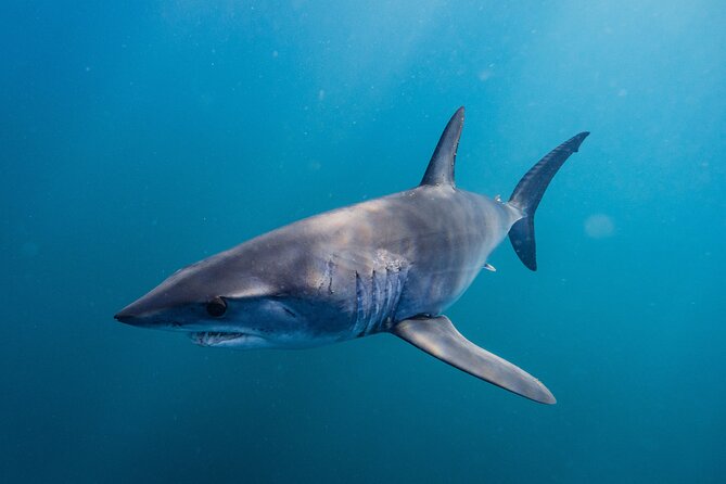Shark Safari & Snorkel Adventure in Cabo San Lucas - Should you book this Shark Safari & Snorkel Adventure?