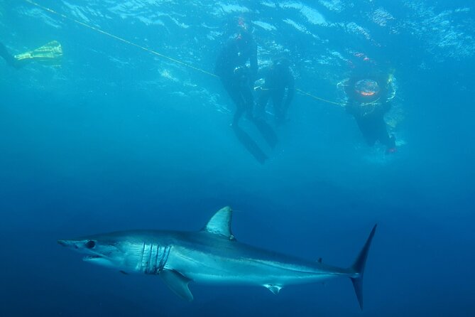 Shark Safari & Snorkel Adventure in Cabo San Lucas - Snorkeler vs observer: gear that boosts confidence in the water