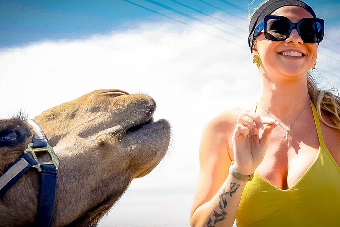 Sky Bike Free Camel Ride and Horseback Riding - Horseback Riding by the Sea: Motion, Views, and Basic Comfort