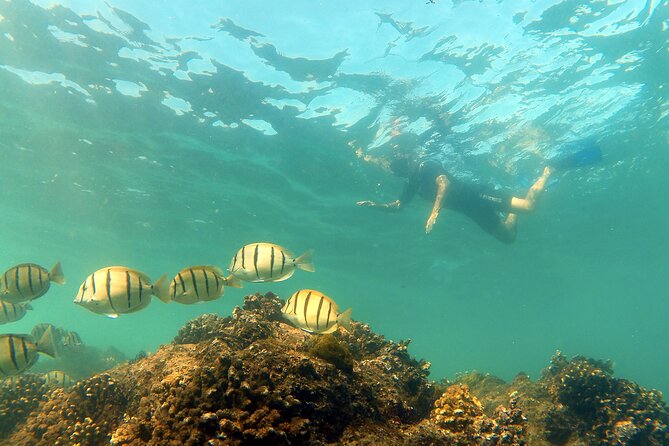 Small-Group Snorkel Adventure in San Jose del Cabo - When Wildlife Takes Over: Dolphins and Whale Sightings