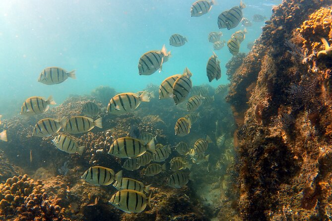 Small-Group Snorkel Adventure in San Jose del Cabo - Free Photos and Underwater Memory-Making