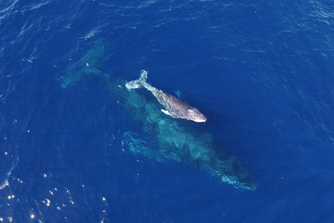 SMALL GROUP Whale Watch | Cabo San Lucas | Biologist | FREE Pics - Meeting at Whale Watch CaboPlaza Bonita and what the small group really changes