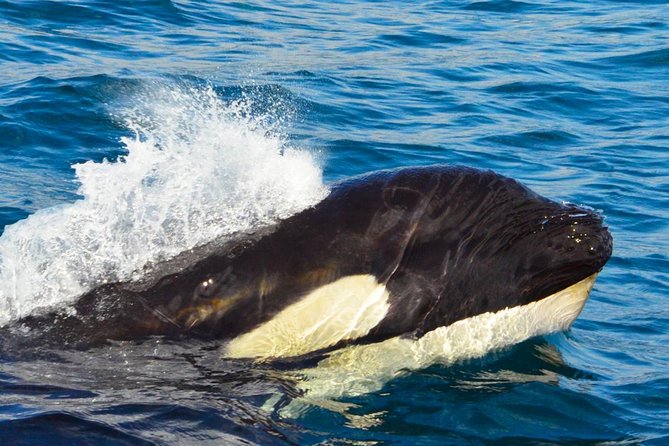 SMALL GROUP Whale Watch | Cabo San Lucas | Biologist | FREE Pics - What the crew does once you leave the bay: where the whale search becomes real