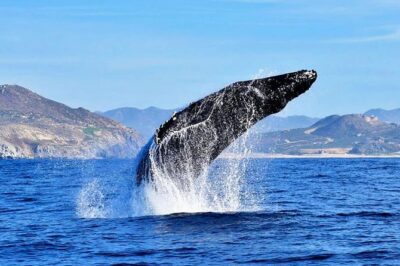 SMALL GROUP Whale Watch | Cabo San Lucas | Biologist | FREE Pics - El Arco, Lovers Beach, and Pelican Rock: the first 30 minutes aren’t filler