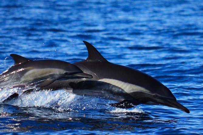 SMALL GROUP Whale Watch | Cabo San Lucas | Biologist | FREE Pics - Hydrophone moments and why that whale “sound” is such a big deal