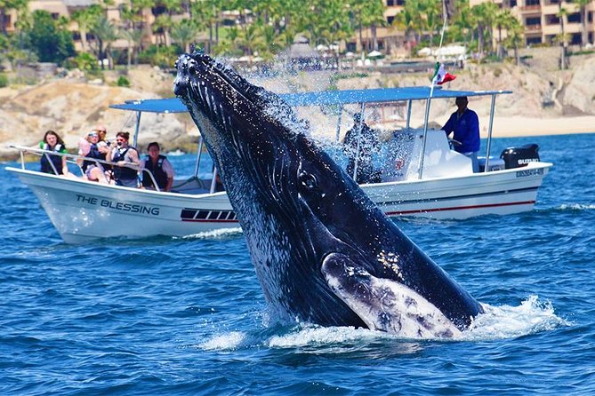 SMALL GROUP Whale Watch | Cabo San Lucas | Biologist | FREE Pics - Free onboard photos: the value you’ll feel after the tour