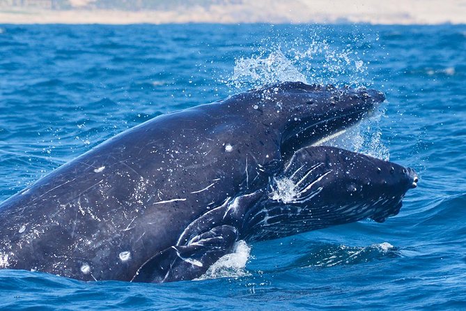 SMALL GROUP Whale Watch | Cabo San Lucas | Biologist | FREE Pics - Seasickness, boat comfort, and what to do before you board