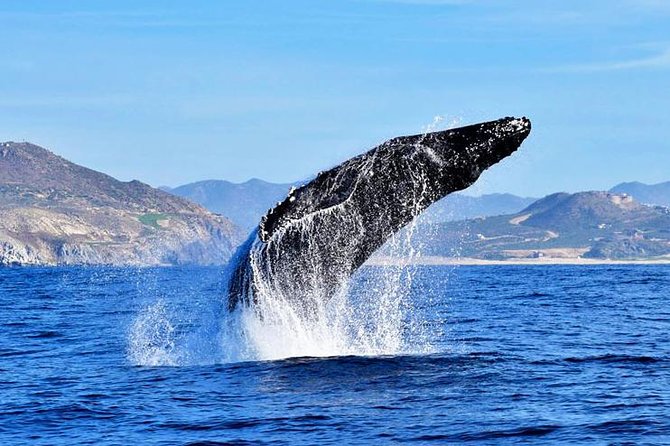 SMALL GROUP Whale Watch | Cabo San Lucas | Biologist | FREE Pics - El Arco, Lovers Beach, and Pelican Rock: the first 30 minutes aren’t filler
