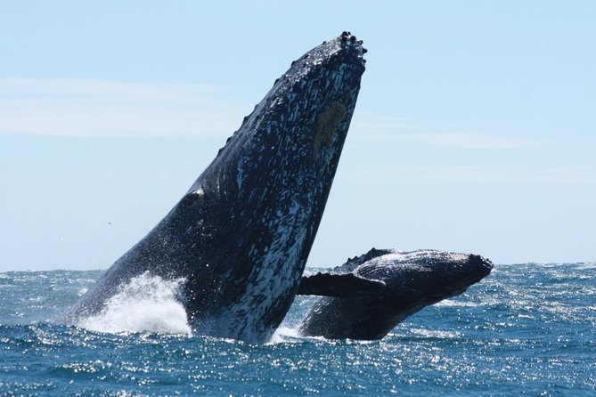 Small-Group Whale Watching Zodiac Boat Cruise in Cabo San Lucas - El Arco at Land’s End: The 10-Minute Stop That Makes Cabo Feel Real