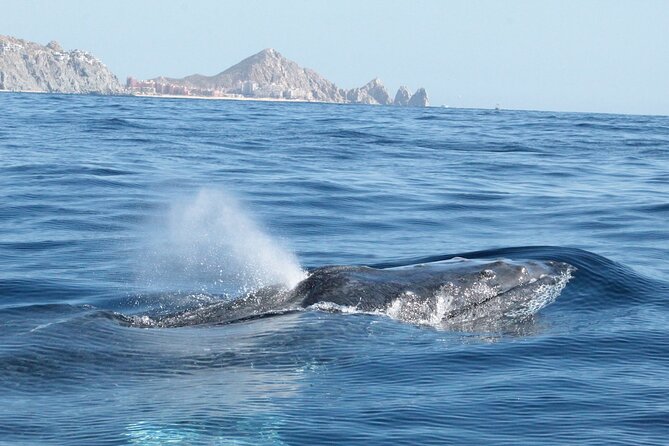Small-Group Whale Watching Zodiac Boat Cruise in Cabo San Lucas - What You Can See: From Humpbacks to Orcas (and Sometimes Gray Whales)