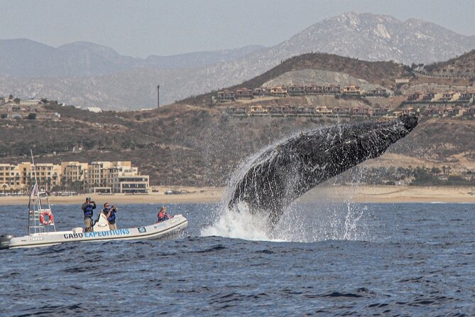 Small-Group Whale Watching Zodiac Boat Cruise in Cabo San Lucas - Group Size, Comfort, and the Real Feel of a Small Fast Boat