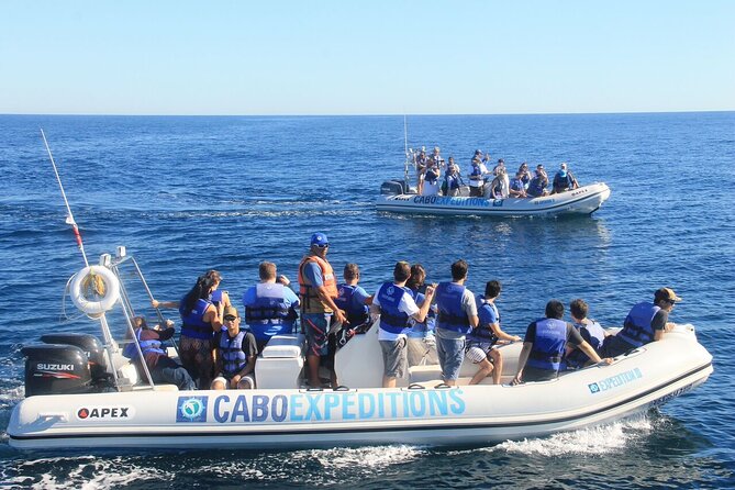 Small-Group Whale Watching Zodiac Boat Cruise in Cabo San Lucas - Price and Value: What $85 Buys (Plus the $5 Fee)