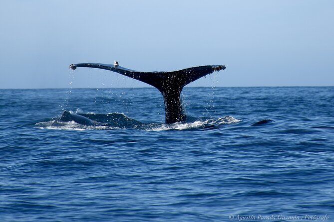 Small-Group Whale Watching Zodiac Boat Cruise in Cabo San Lucas - Best Ways to Time Your Day in Cabo