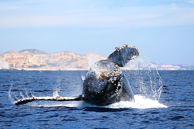 Small-Group Whale Watching Zodiac Boat Cruise in Cabo San Lucas - Heading Out on the Water: Marine Biologist + Captain Spotting