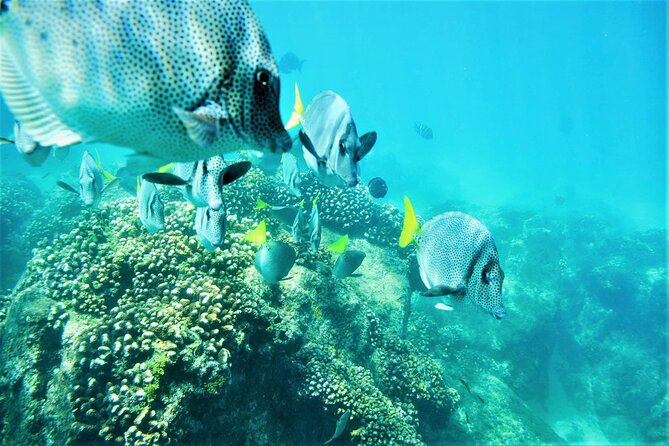 Snorkel Adventure through the Sea of Cortez - What to Bring: The Sandals Rule and the Stuff That Makes You Comfortable