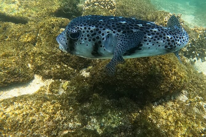 Snorkel Privately in Cabo San Lucas - What You’ll See: Sea Life, Plus Real Effort to Find Less-Crowded Spots