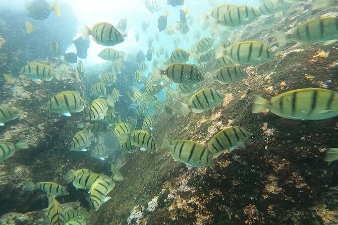Snorkel Privately in Cabo San Lucas - Extras That Feel Like Value: Water, Soda, and Photo/Video Without the Pushiness