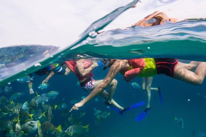 Snorkel Tour and Glass-Bottom Boat Ride in Cabo San Lucas - Cruising the Sea of Cortez: Arch Views, Sea Lions, and Pelicans