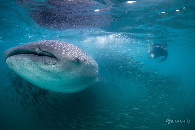 Snorkel with whale sharks includes equipment & transportation - Your early start: pickup, breakfast, rays/reef, and the Cabo Arch break
