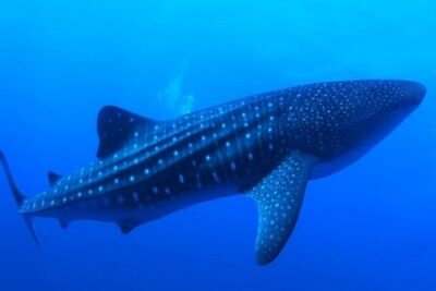 Snorkel with whale sharks includes equipment & transportation - La Paz’s long bay segment: where the whale shark opportunity really lives