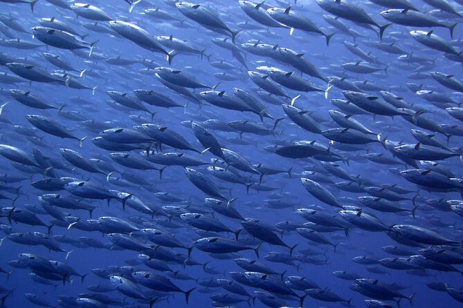 Snorkel with whale sharks includes equipment & transportation - Food breaks that actually matter: breakfast and lunch on a long day