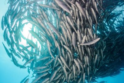 Snorkeling Adventure Cabo Pulmo - What 3 Hours on the Water Is Really For
