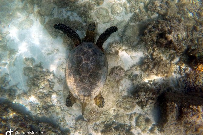 Snorkeling Adventure Cabo Pulmo - In the Water: What You’re Most Likely to See