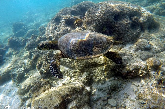Snorkeling Adventure Cabo Pulmo - Getting From Los Cabos: Plan for Real Road Conditions