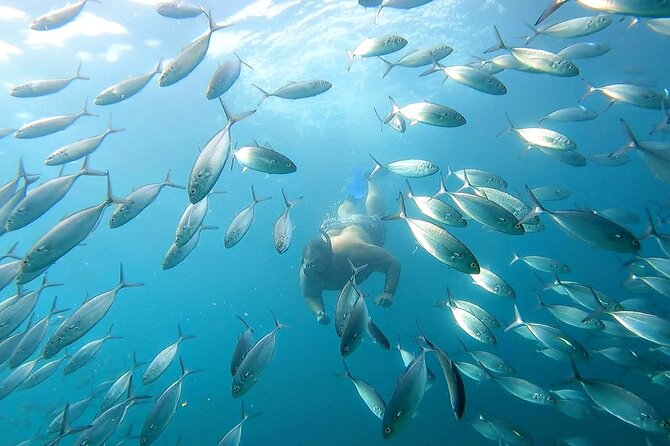 Snorkeling and whale watching Tour in Cabo - Neptune’s Finger reef: 25 minutes of snorkel time