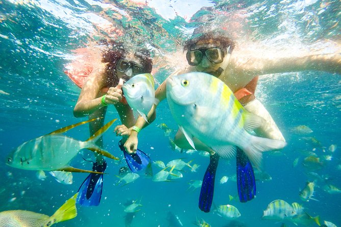 Snorkeling at Pelicans Rock - Should you book Pelicans Rock snorkeling with a glass-bottom boat?