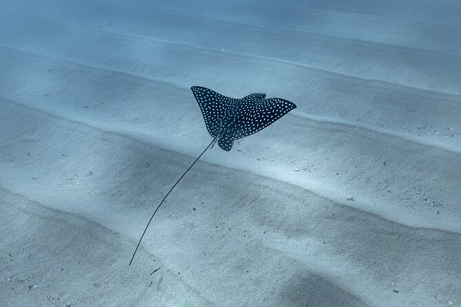 Snorkeling in San Jose del Cabo - Getting to the Meeting Point Near La Playita