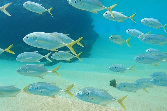 Snorkeling On Chilean Beach Transportation And Drinks Included - Chilean Beach as your launchpad at Chileno Bay