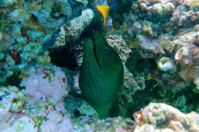 Snorkeling On Chilean Beach Transportation And Drinks Included - Playa el Chileno reefs: what you’re there to see