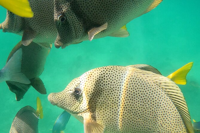 Snorkeling On Chilean Beach Transportation And Drinks Included - What the price really means: is $90 good value for Los Cabos?