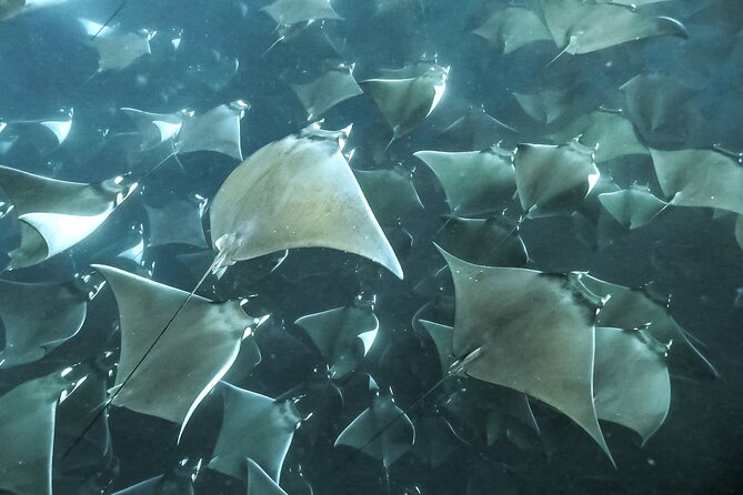 Snorkeling Open Ocean Wildlife Safari in Los Cabos with Photos Included - The Pelagic Wildlife Safari: What You Might See (and How to Think About It)