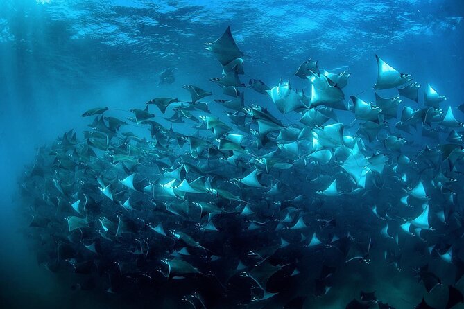 Snorkeling Open Ocean Wildlife Safari in Los Cabos with Photos Included - Snacks, Drinks, and Photos/Videos: The Extras That Change Comfort