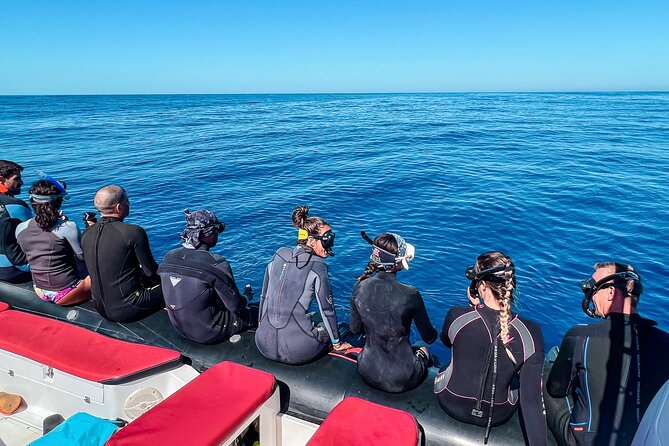 Snorkeling Open Ocean Wildlife Safari in Los Cabos with Photos Included - Price and Logistics: Is $145 Worth It for 4 Hours?