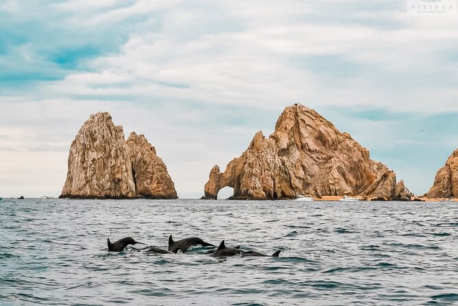 Snorkeling Open Ocean Wildlife Safari in Los Cabos with Photos Included - What Could Frustrate You (So You Can Avoid It)