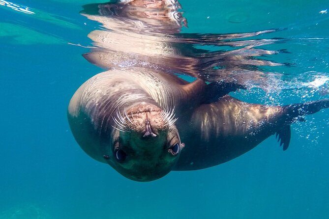 Snorkeling Open Ocean Wildlife Safari in Los Cabos with Photos Included - Cruise Time Past the Arch, Lands’ End, and Lovers Beach