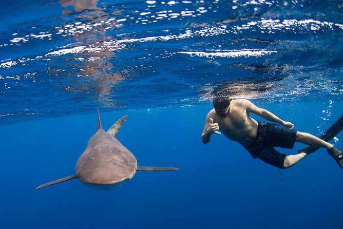 Snorkeling or Swimming with Sharks in Cabo San Lucas - Key things I’d watch for on this shark tour