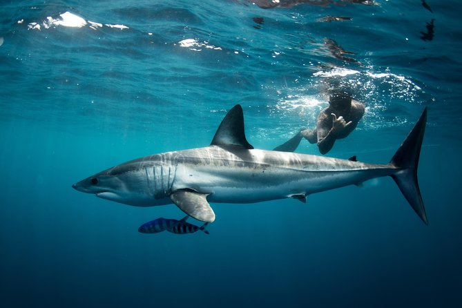 Snorkeling or Swimming with Sharks in Cabo San Lucas - From Cabo Shark Dive Dock to El Arco: How the 4-Hour Plan Flows