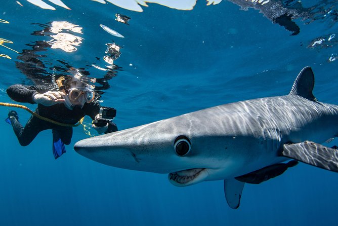 Snorkeling or Swimming with Sharks in Cabo San Lucas - Shark Gear Rules That Keep You Out of Trouble