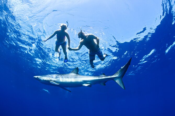 Snorkeling or Swimming with Sharks in Cabo San Lucas - The Arch, Sea Lions, and the Wildlife Bonus You Might Forget to Plan For