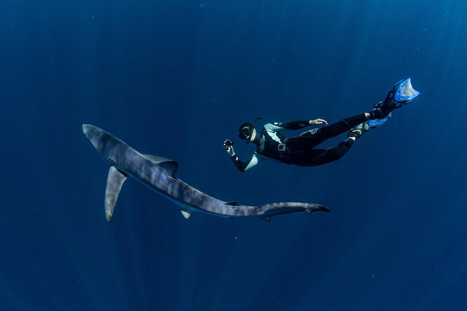 Snorkeling or Swimming with Sharks in Cabo San Lucas - Price and Value: What You’re Really Paying For