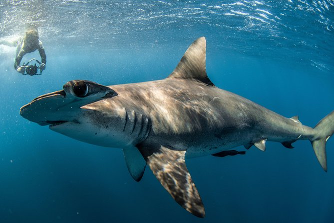 Snorkeling or Swimming with Sharks in Cabo San Lucas - Motion Sickness and Timing: The Small Choices That Change Your Trip