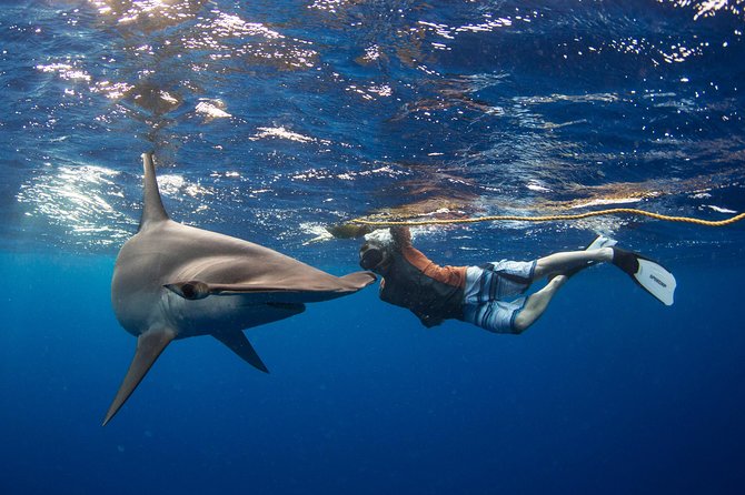 Snorkeling or Swimming with Sharks in Cabo San Lucas - What Actually Happens in the Water: The Safety Routine That Matters
