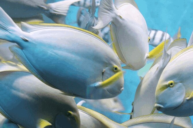 Snorkeling Tour at Land's End in Cabo San Lucas - Key highlights worth knowing