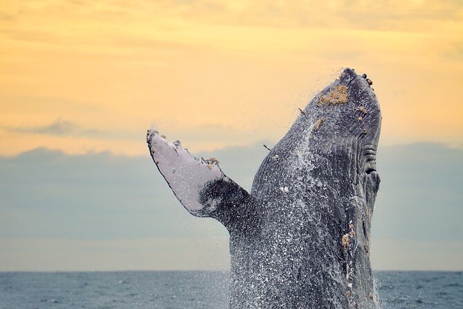 Sunrise Whale Watching boat tour with marine biologist - Key highlights you should care about