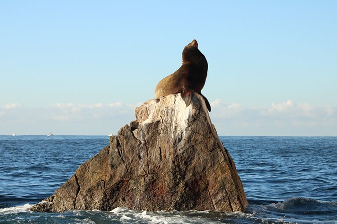 Sunrise Whale Watching boat tour with marine biologist - The bay snorkeling stop: where the marine life is the point