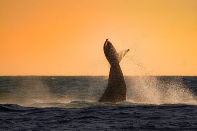 Sunrise Whale Watching boat tour with marine biologist - Angelika and the hydrophone: hearing whales is half the magic